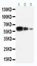 1 - Anti-ADAM10 Antibody ABO10852