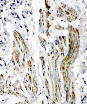 2 - Anti-Caveolin-2 Antibody ABO10858