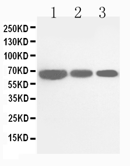 1 - Anti-Cdc25B Antibody ABO10863