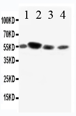 1 - Anti-CD89 Antibody ABO10866