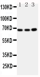 1 - Anti-GBP1 Antibody ABO10867