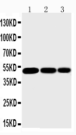 1 - Anti-IKK Gamma Antibody ABO10868