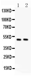 1 - Anti-c-Myc Antibody ABO10873