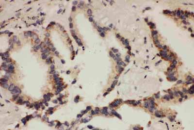 2 - Anti-Cullin 1 Antibody ABO10875