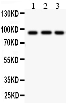 1 - Anti-Cullin 1 Antibody ABO10875