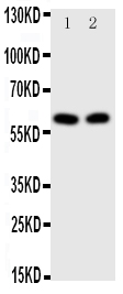 1 - Anti-E2F1 Antibody ABO10878