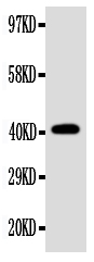 1 - Anti-EDA Antibody ABO10879