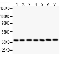1 - Anti-LIF Antibody ABO10880