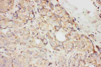 2 - Anti-SCF Antibody ABO10882