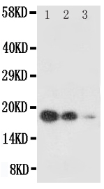 1 - Anti-SCF Antibody ABO10882