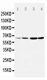 1 - Anti-DRD1 Antibody ABO10886