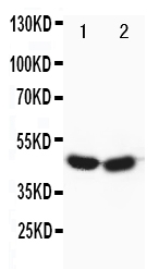 1 - Anti-FOXP3 Antibody ABO10891