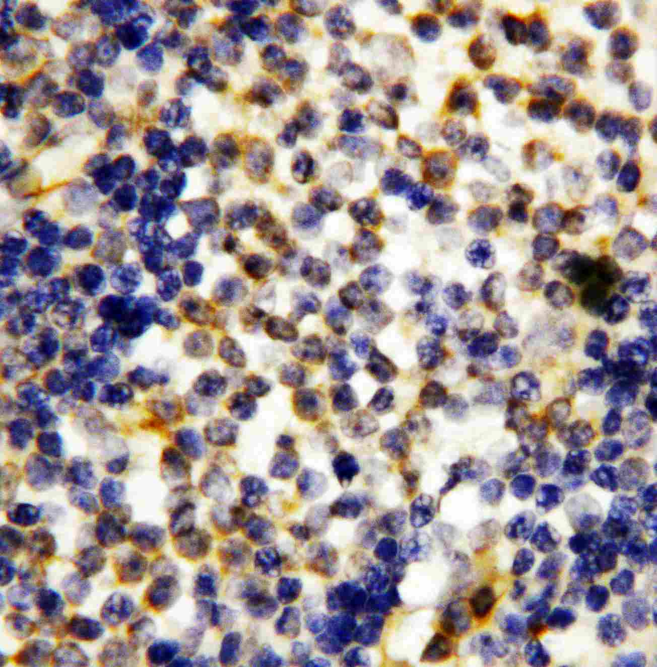 2 - Anti-Granzyme A Antibody ABO10902