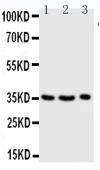 1 - Anti-Granzyme A Antibody ABO10902