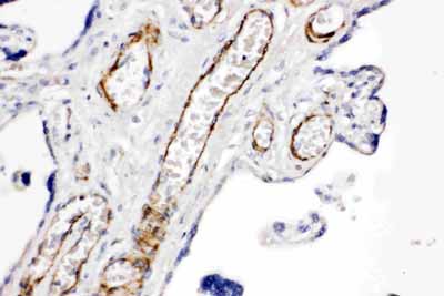 2 - Anti-CD168 Antibody ABO10906