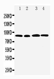 1 - Anti-CD168 Antibody ABO10906