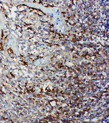 2 - Anti-Caspase-9 Antibody ABO10909