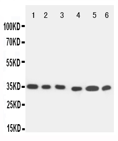 1 - Anti-Caspase-9 Antibody ABO10909