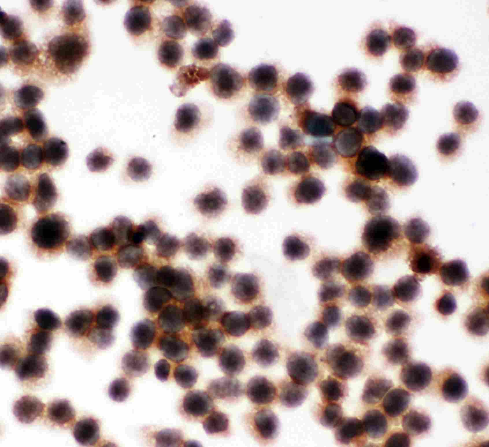 8 - Anti-CD45 Antibody ABO10910