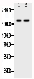1 - Anti-CD45 Antibody ABO10910