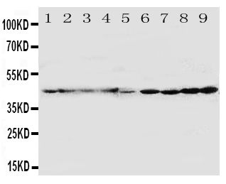1 - Anti-HDJ2 Antibody ABO10911
