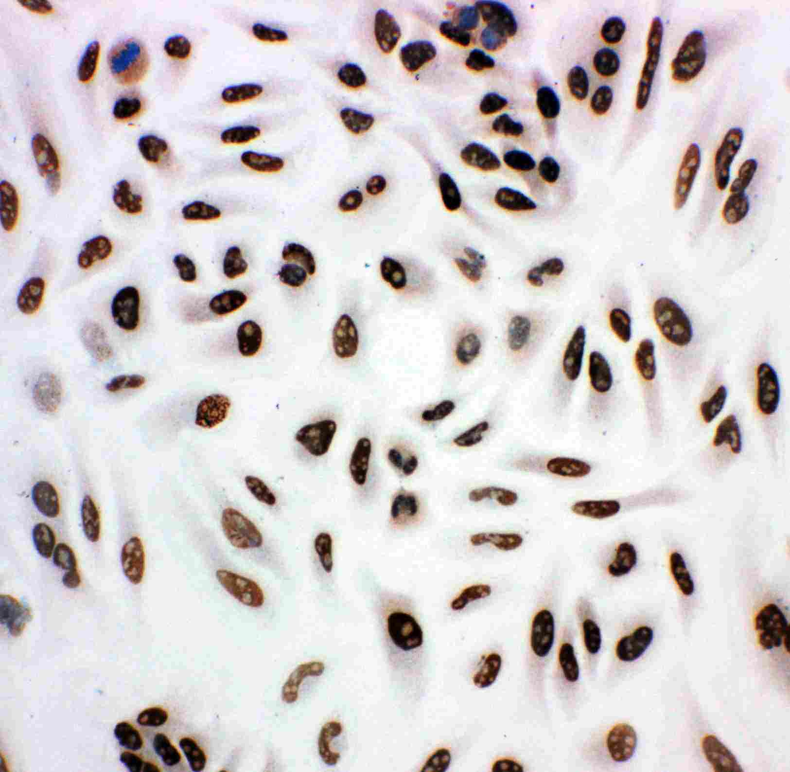 8 - Anti-HDAC3 Antibody ABO10914
