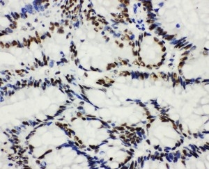 2 - Anti-HDAC3 Antibody ABO10914