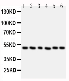 1 - Anti-HDAC3 Antibody ABO10914
