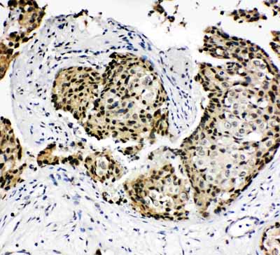 2 - Anti-HOXA4 Antibody ABO10917
