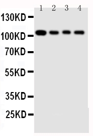 1 - Anti-Hsp105 Antibody ABO10923