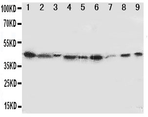 1 - Anti-IDO1 Antibody ABO10925