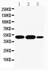 1 - Anti-INDOL1 Antibody ABO10926
