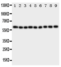 1 - Anti-IL5RA Antibody ABO10932