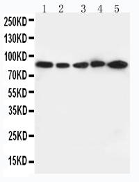 1 - Anti-CD18 Antibody ABO10937