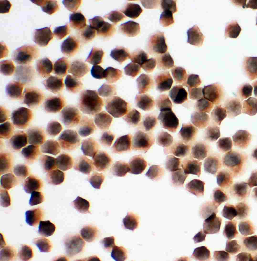 8 - Anti-KIM1 Antibody ABO10938