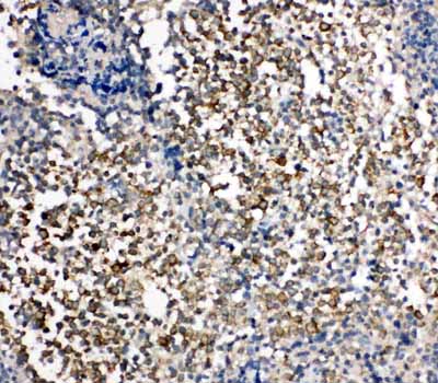 2 - Anti-KIM1 Antibody ABO10938