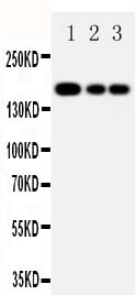1 - Anti-MRP1 Antibody ABO10948
