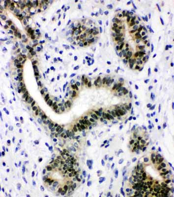 2 - Anti-XRCC1 Antibody ABO10953
