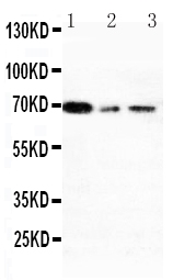 1 - Anti-XRCC1 Antibody ABO10953