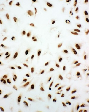 8 - Anti-Ku80 Antibody ABO10955