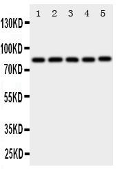 1 - Anti-Ku80 Antibody ABO10955