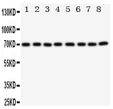 1 - Anti-Ku70 Antibody ABO10957