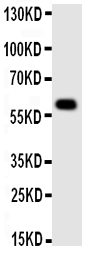 1 - Anti-MAOA Antibody ABO10963