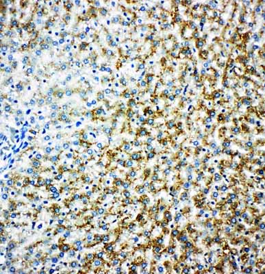 2 - Anti-MAOB Antibody ABO10964