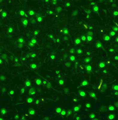 8 - Anti-MCM2 Antibody ABO10965
