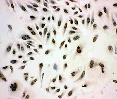 8 - Anti-MCM3 Antibody ABO10966