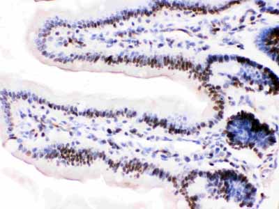 2 - Anti-MCM3 Antibody ABO10966