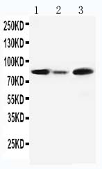 1 - Anti-MCM5 Antibody ABO10968