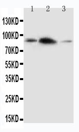 1 - Anti-APLP2 Antibody ABO10969