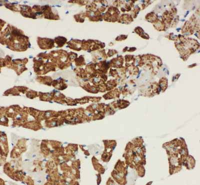 2 - Anti-NDUFA1 Antibody ABO10976